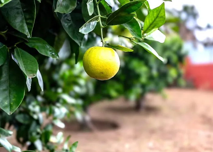 La Chamusca Feriehus Icod De Los Vinos